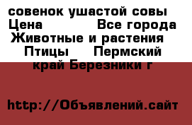 совенок ушастой совы › Цена ­ 5 000 - Все города Животные и растения » Птицы   . Пермский край,Березники г.